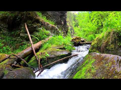 1 Hour Nature Forest River Sounds and Singing Birds II Relaxing, Studying, Focusing and Meditation