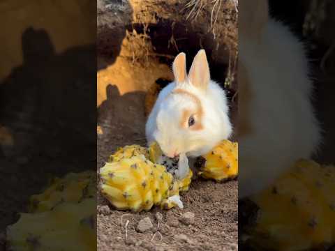 Dragon Fruit Delight: Baby Bunny’s Exotic Lunch Treat! #lunch #dragonfruit #cute #rabbit #shorts