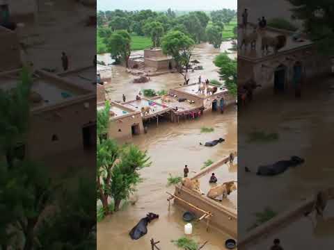 Lions Makes Perilous Atmosphere #yt #youtubeshorts #poorpeople #dangerouslions #thunderstorm #plzsub