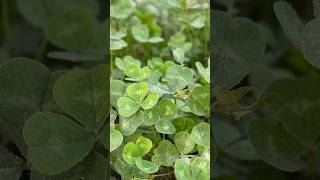 #Trifolium#repens#Fabaceae #chariAmilo #Ladino #hwaiteuKeullobeo #witKlawer #tipatiya #semanggiPutih