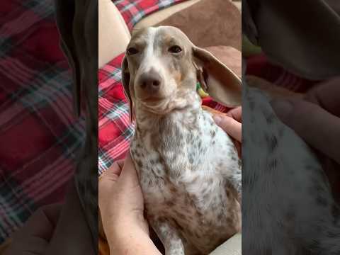 DAPHNE 🗣️🗣️🗣️🗣️ #adoptme #adoptmegame #adoptmepets #cute #sausagedogs
