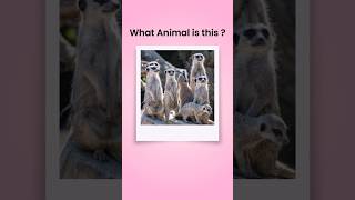 Guess the Animal Names in English Vocabulary❗ | #learnenglish #animalnames #animalquizgame