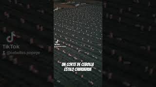 corte de cebolla Estilo chihuahua
