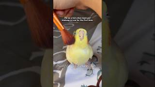 #birds #parrot #cockatiel #cute ##makeupbrushes #pets #cuteanimals #birb #birdlovers #parrotlover