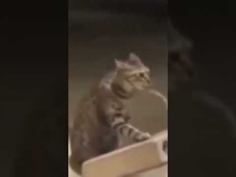 แมวสุนทรพจน์