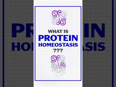 What is protein homeostasis?