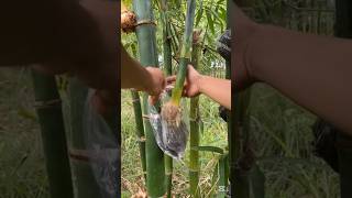 The Most Easty Method To Make Bamboo Saplings #farming #educational