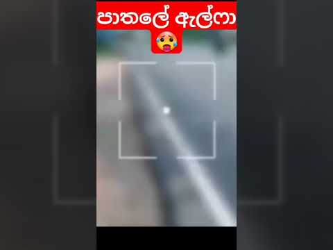 කව්ද මේ පද්ද පද්ද එන්නේ 👀#sinhala