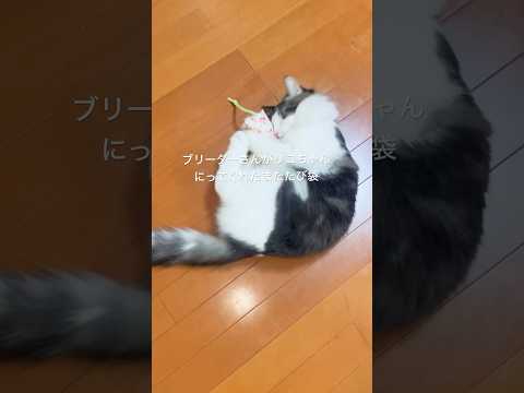 リキはじめてのまたたび#またたび#ノルウェージャンフォレストキャット #初めて#猫のいる暮らし