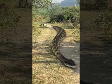 Big anaconda chasing part-1 #shorts #anacondasnake #snake #nagin @vikku Films