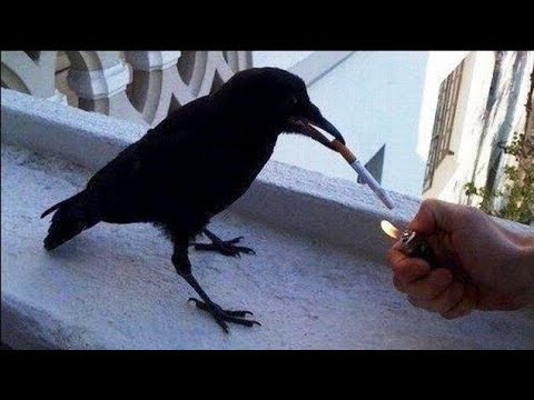 funny videos 😜😂😜😜