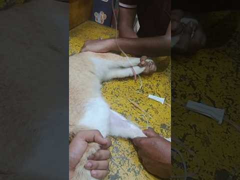 our cat treatment 😞#youtubeshorts #cats #catlover #medical