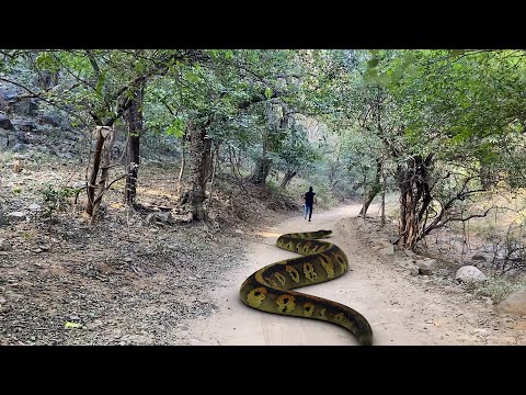 Anaconda Snake In Real Life 3 HD Video