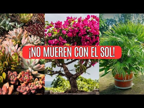 10 Plants That Tolerate Heat, Dryness, and Are Low Maintenance