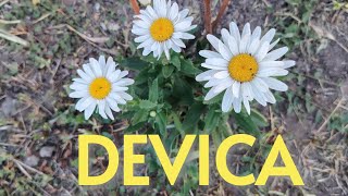 DEVICA - 01.07.-10.07.