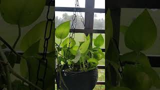 #nature #rain #rainsounds #feelgoodvibes #greenearth #windowview