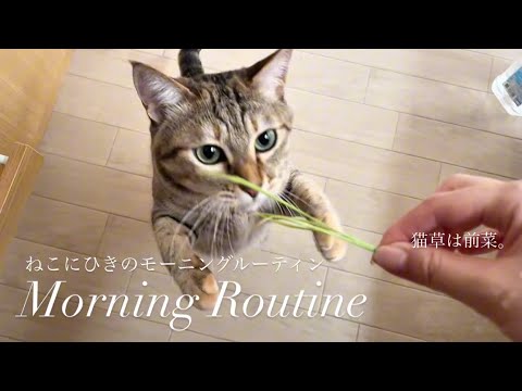 【モーニングルーティン】猫草は前菜の巻