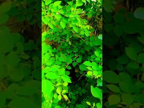#shortvideo#,#merapyarterapyar#,#enjoymentwithnature#💞💞,#19