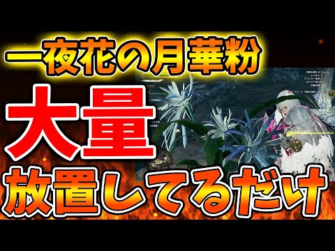 【モンハンワイルズ】アプデ後でも「一夜花の月華粉」を超簡単に無限に入手できる方法が発見されてしまう、、、、、、、、、【モンスターハンターワイルズ/PS5/steam/最新作/攻略switch2