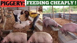 How To Feed PIGS At A Low COST! ( Cheap Feeds)+ When To DEWORM PIGS.