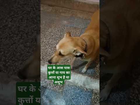 घर के आस पास कुत्ते या गाय का आना शुभ संकेत हैं या अशुभ #viralvideo #shortvideo