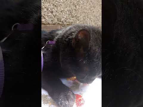 Shadow creating art May 2024 #cats #art #calming #mental health #love #family