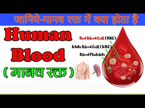 रक्त में होता क्या है? || What is in the blood in hindi?