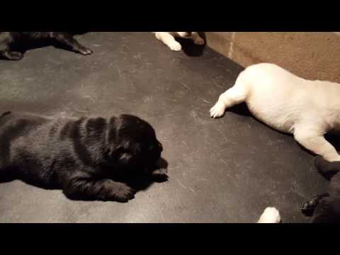 Bear and Brandy Puppies -- 2.5 Weeks