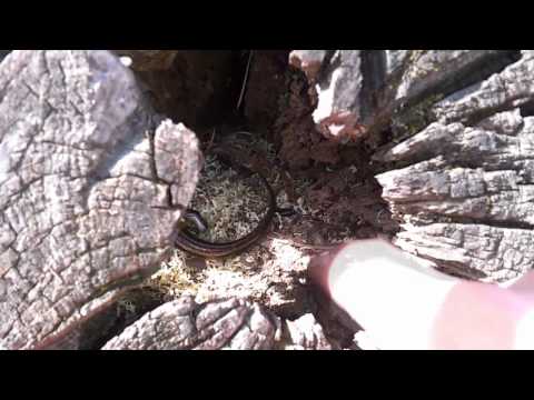 Lizard Biting My Finger In SlowMo!