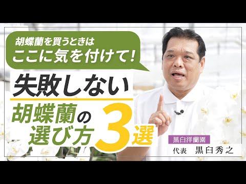 絶対に失敗しない胡蝶蘭の選び方３選【胡蝶蘭】【育て方】