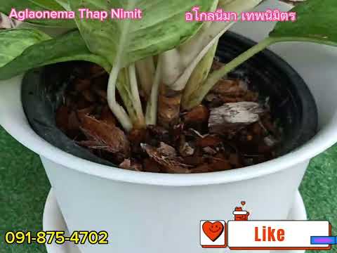 อโกลนีมาเทพนมิตร Aglaonema Thep Nimit