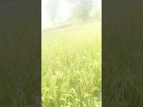 Tohare charanwa Maihar