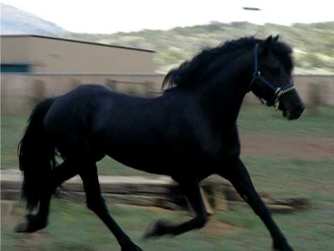 1999 Moriesian Sport Horse