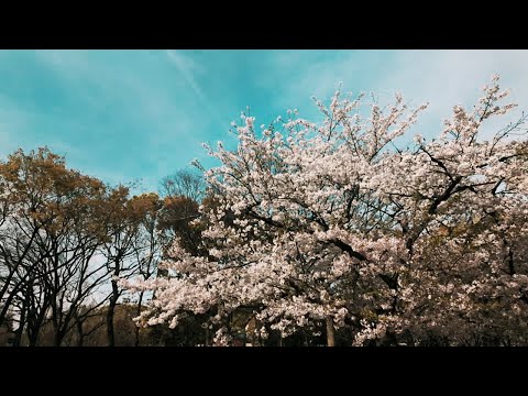 Cherry Blossoms in Nagai Park, Osaka | Dreamy Scenery with Soft Music