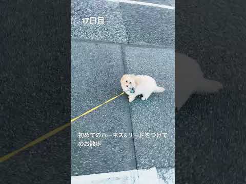 17日目　初めてリード&ハーネスをつけてお散歩してみました