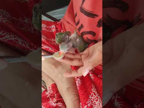 🦜 #mithu #mithu #ytshorts #viralvideo #india #myfirstvlog
