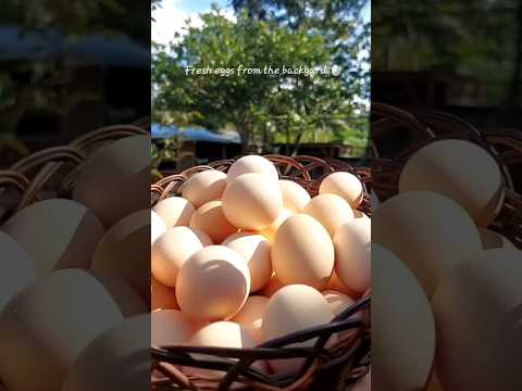 Collecting fresh eggs from the backyard #eggs #chickenfarming #chicken #shorts
