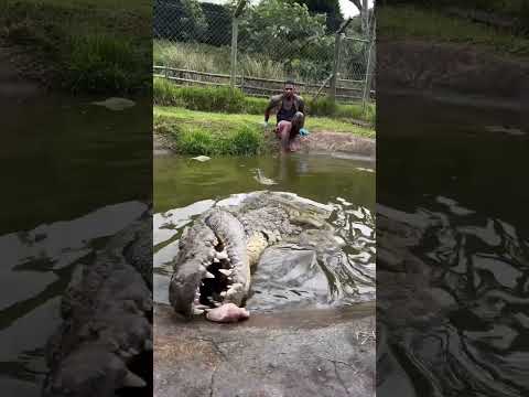 #shorts #shortvideo #short #short #song #subscribe #youtubeshorts #trending #animals #viral