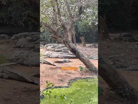 मगरमच्छ 🐊नंदनकानन पार्क में तैरते और आराम करते मगरमच्छ लाइव क्रोकोडाइल वीडियो #crocodiles #cr7 #art