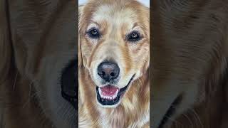 Realistic golden retriever drawing ✍🏼 #artistlife #art #learntodraw #howtodraw #artist #dogportrait