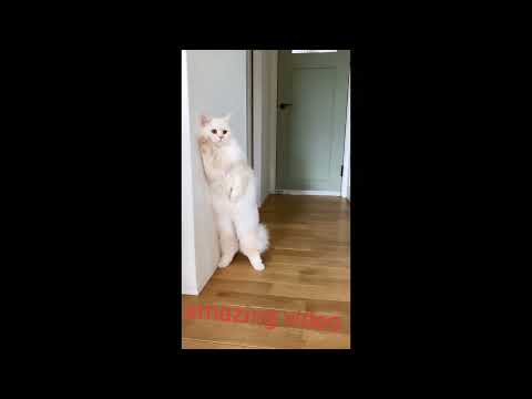 funny dogs 2022 video ❤️ cutt  Best Funny Animal Videos 2022 - Funniest Cats And Dogs! views