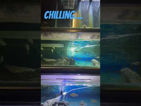 Malawi Cichlids breeder setup.  It’s lovely to sit here. #cichlid #cichlids #malawicichlids #fish