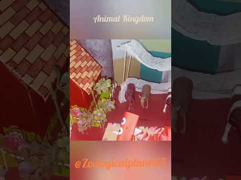 Animal Kingdom|Zoo#animals#wildlife #wild#zoo#animalkingdomclass11