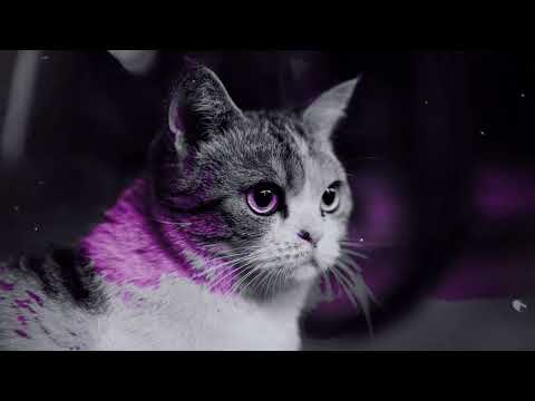 “Tranquil Whiskers: A Relaxing Cat Meditation”