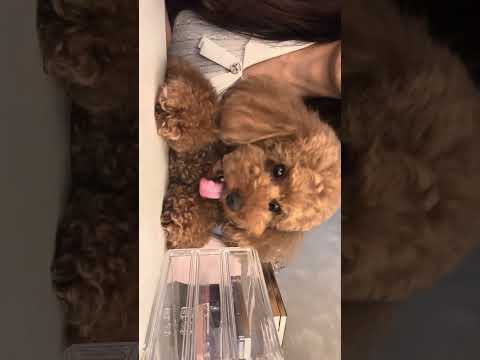 【asmr vlog🐶】#トイプードル  #vlog #日常vlog #犬のいる暮らし #犬動画 #grwm