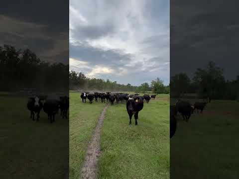 Where’s my 178 more subscribers at?! #backyard #boogie #cows #farmlife #countryliving