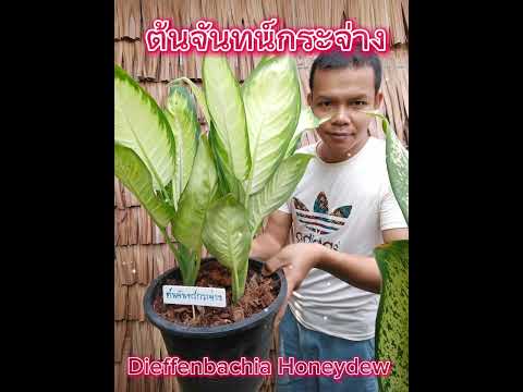 ต้นจันทร์สว่าง Dieffenbachia Honeydew
