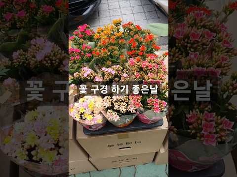 길거리 꽃구경~#브이로그 #꽃 #봄