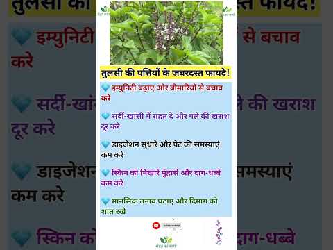 तुलसी के फायदे | Tulsi ke fayde | Benefits of Tulsi leaves | Tulsi pati | Tulsi leaves | #tulsi