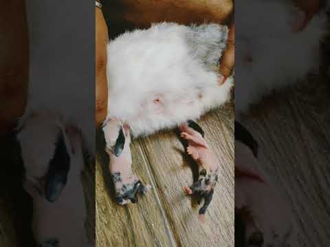 Day 5 of Rabbit's Babies || How to feed Rabbit's Babies #RabbitBabiesDrinkingMilk #RabbitFunWorld